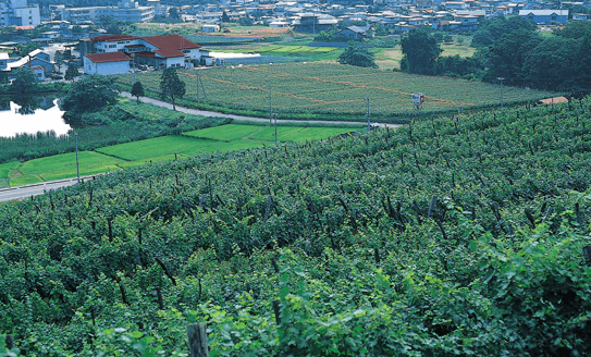 TAKEDA WINERY