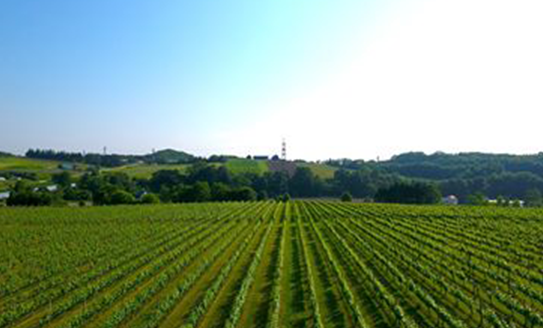 Yamazaki Winery